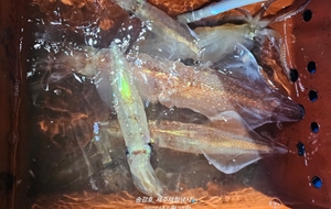 바닥긁기 한치낚시 선상낚시로 잡은 물고기 조황