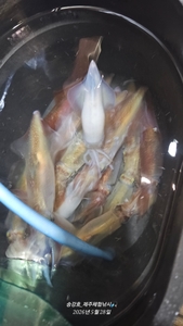 발동 걸렸습니까? 선상낚시로 잡은 물고기 조황
