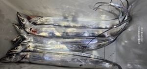 역시다!역시!! 선상낚시로 잡은 물고기 조황