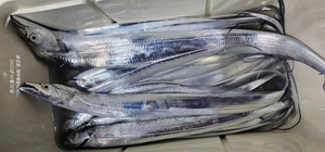 10월이 간다. 선상낚시로 잡은 물고기 조황