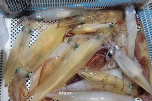 반짝인다 한치 선상낚시로 잡은 물고기 조황