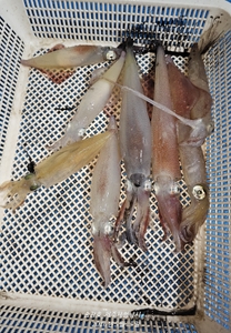 석가탄신일에 선상낚시로 잡은 물고기 조황