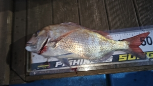 거문도 보다 낫습니다. 선상낚시로 잡은 물고기 조황