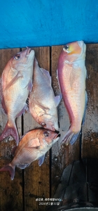 다잡아 다녀왔습니다 선상낚시로 잡은 물고기 조황