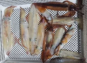 송강호 한치 낚시 선상낚시로 잡은 물고기 조황