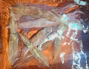 새벽반~좋다! 선상낚시로 잡은 물고기 조황