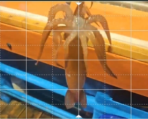 대포~ 히트! 잠깐메아리? 선상낚시로 잡은 물고기 조황