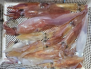 송강호 한치낚시 선상낚시로 잡은 물고기 조황
