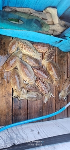 신발짝 갑오징어 역시 선상낚시로 잡은 물고기 조황