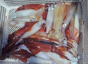 새벽반 한치 선상낚시로 잡은 물고기 조황