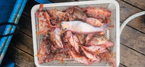 어초낚시 매력 넘치네요! 선상낚시로 잡은 물고기 조황