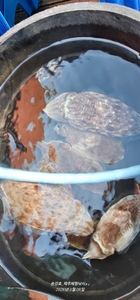 손 맛 좋다! 선상낚시로 잡은 물고기 조황