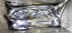 사이즈 대박 선상낚시로 잡은 물고기 조황