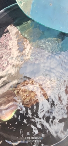 송강호 갑오징어 선상낚시로 잡은 물고기 조황