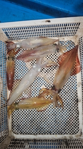 첫 한치 시작했습니다. 선상낚시로 잡은 물고기 조황