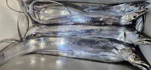 뱩만년 만입니다. 선상낚시로 잡은 물고기 조황