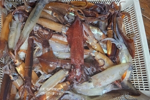 오징어한치_오징어가 이겼습니다! 선상낚시로 잡은 물고기 조황
