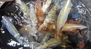한치빵 공장 선상낚시로 잡은 물고기 조황