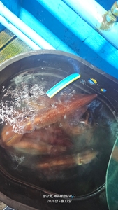한치낚시 준비하세요! 선상낚시로 잡은 물고기 조황
