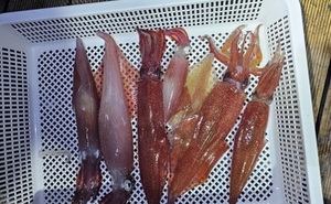 어머낫! 이 너울 무엇? 선상낚시로 잡은 물고기 조황
