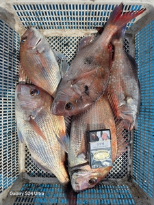 봄날에는 낚시죠! 선상낚시로 잡은 물고기 조황