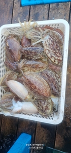 갑오징어 제대로다! 선상낚시로 잡은 물고기 조황