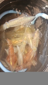송강호 한치낚시 짜릿 선상낚시로 잡은 물고기 조황