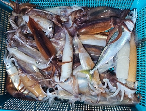 625_신난다 한치낚시 선상낚시로 잡은 물고기 조황
