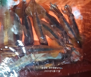 한치낚시~함께하시죠! 선상낚시로 잡은 물고기 조황