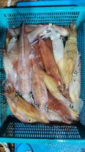 한치낚시_매력 넘칩니다. 선상낚시로 잡은 물고기 조황