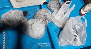 최고였다! 송강호한치낚시 선상낚시로 잡은 물고기 조황