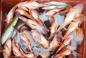 어초낚시도 재미 최고 선상낚시로 잡은 물고기 조황