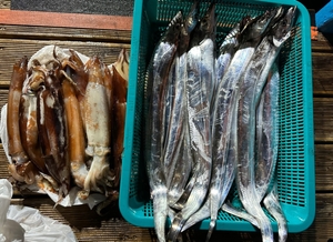 한갈치 낚시 선상낚시로 잡은 물고기 조황