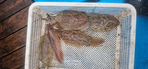 비 사이로_갑오징어 선상낚시로 잡은 물고기 조황