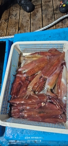 사이즈가 어마무시_한치낚시 선상낚시로 잡은 물고기 조황