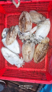 갑오징어는 밀당이지 선상낚시로 잡은 물고기 조황