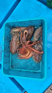 휴일 잘 보내셨나요? 선상낚시로 잡은 물고기 조황