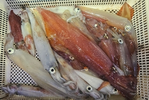 한치낚시 소풍이다! 선상낚시로 잡은 물고기 조황