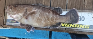 다금바리닷! 선상낚시로 잡은 물고기 조황