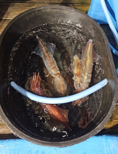 한치 시작됐습니다. 선상낚시로 잡은 물고기 조황