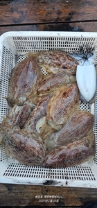 갑오징어! 최고!! 선상낚시로 잡은 물고기 조황