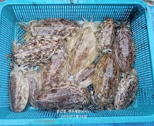 신발짝갑오징어 선상낚시로 잡은 물고기 조황