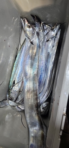 멀미가 관건 선상낚시로 잡은 물고기 조황