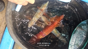 한치 매력 있죠! 선상낚시로 잡은 물고기 조황