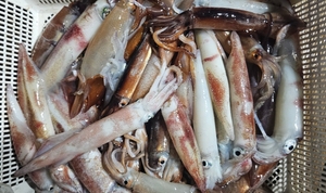 조류가 난류 선상낚시로 잡은 물고기 조황