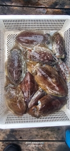 와! 나이스!_갑오징어  선상낚시로 잡은 물고기 조황