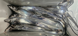 쭉쭉 올려보자! 선상낚시로 잡은 물고기 조황