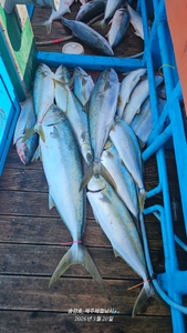 드디어 출항 성공 선상낚시로 잡은 물고기 조황