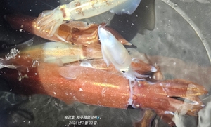 매력있는 새벽반 한치낚시 선상낚시로 잡은 물고기 조황