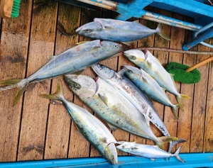 오늘은 틈새 지깅_앞바다로 선상낚시로 잡은 물고기 조황